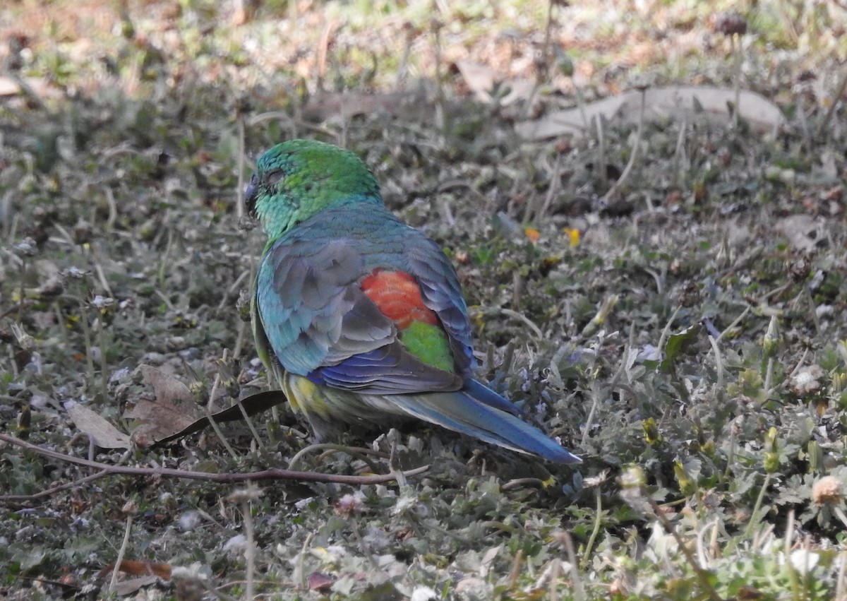 Red-rumped Parrot - ML611258381
