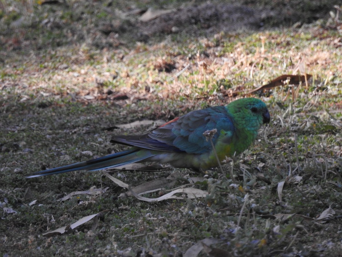 Red-rumped Parrot - ML611258382