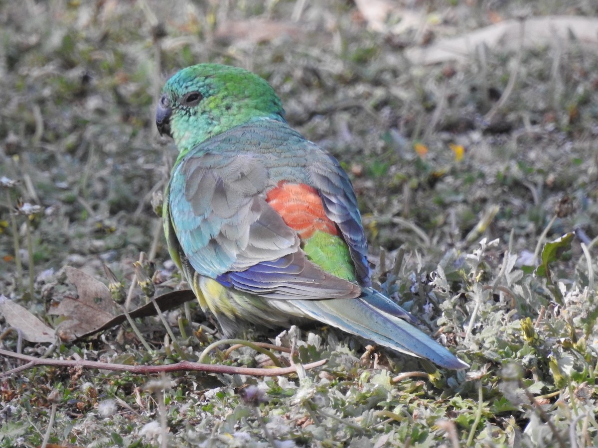 Red-rumped Parrot - ML611258383