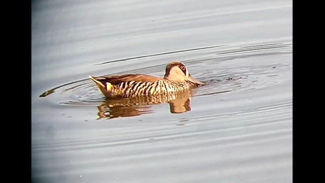 Pink-eared Duck - ML611258478