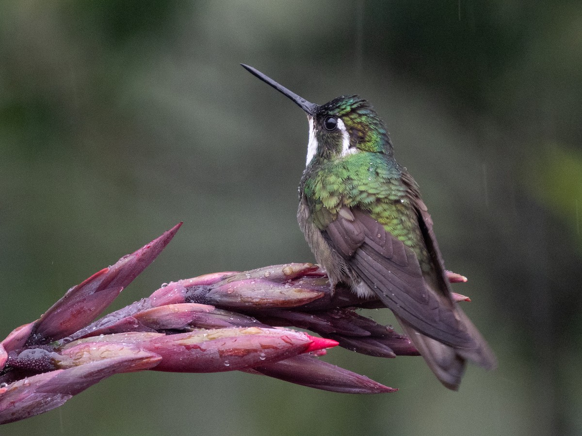 White-throated Mountain-gem - Chris Fischer