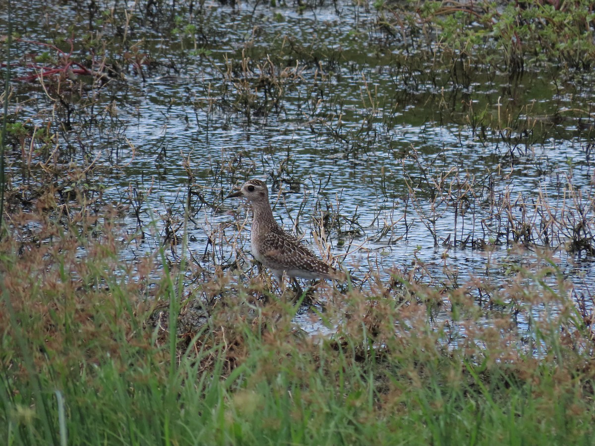 American Golden-Plover - ML611258542