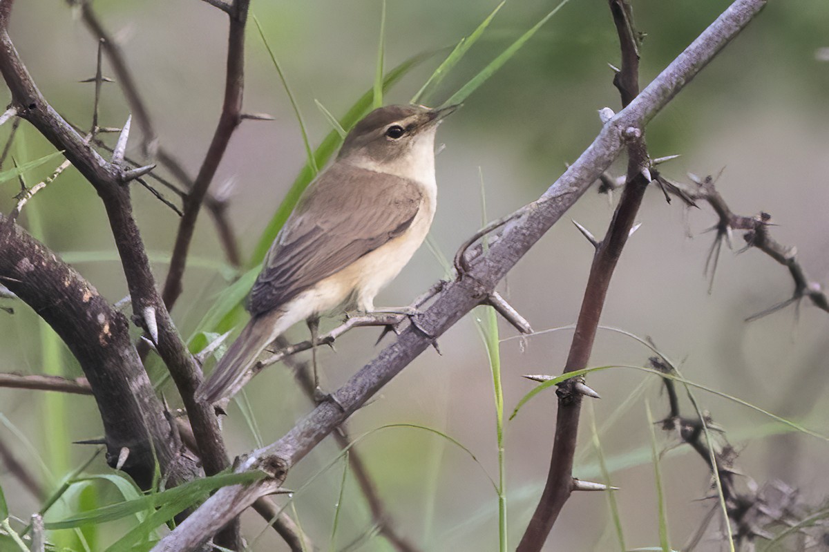 Sykes's Warbler - ML611258547