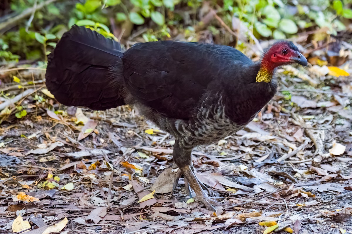 Australian Brushturkey - ML611258553