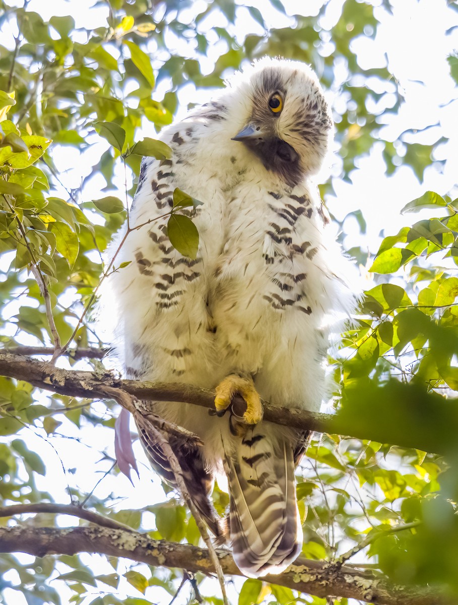 Powerful Owl - ML611258555