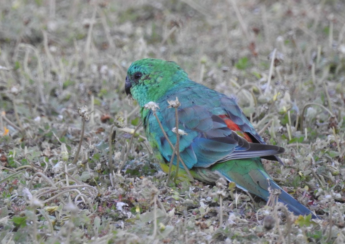Red-rumped Parrot - ML611258570