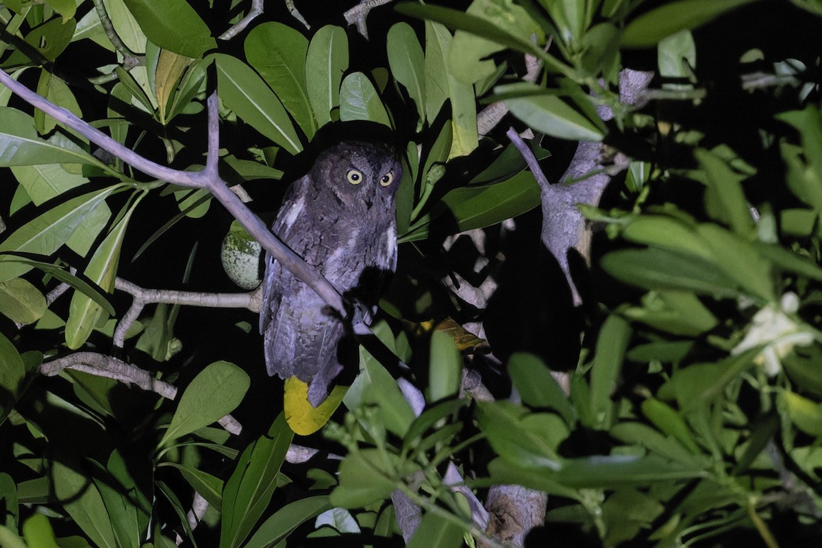 Madagascar Scops-Owl (Torotoroka) - ML611258614