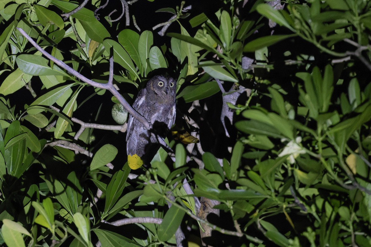 Madagascar Scops-Owl (Torotoroka) - ML611258615