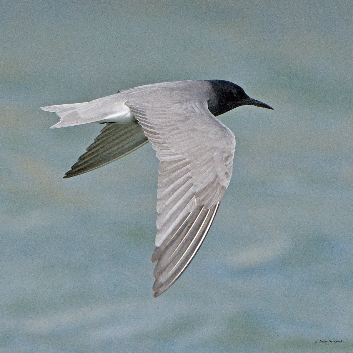 Black Tern - Jenda Havránek