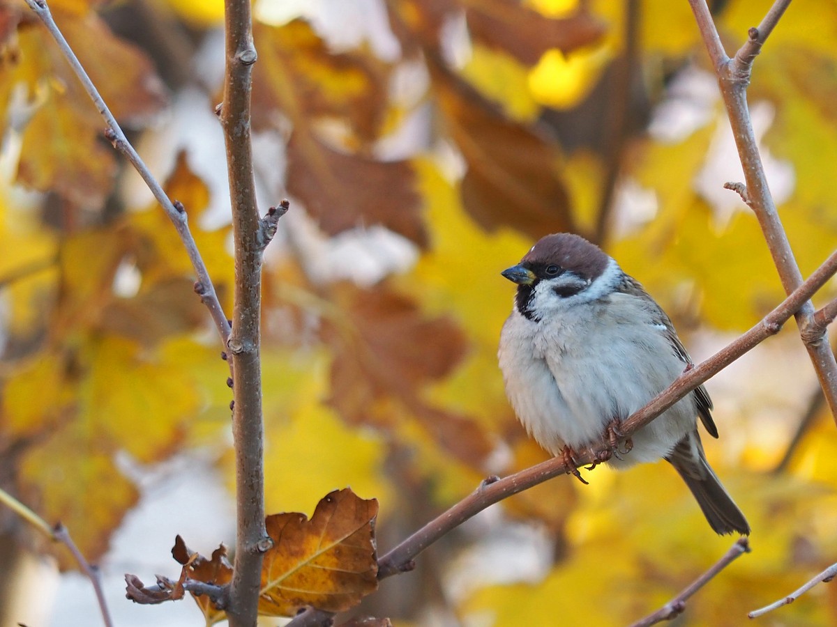 Eurasian Tree Sparrow - ML611258829