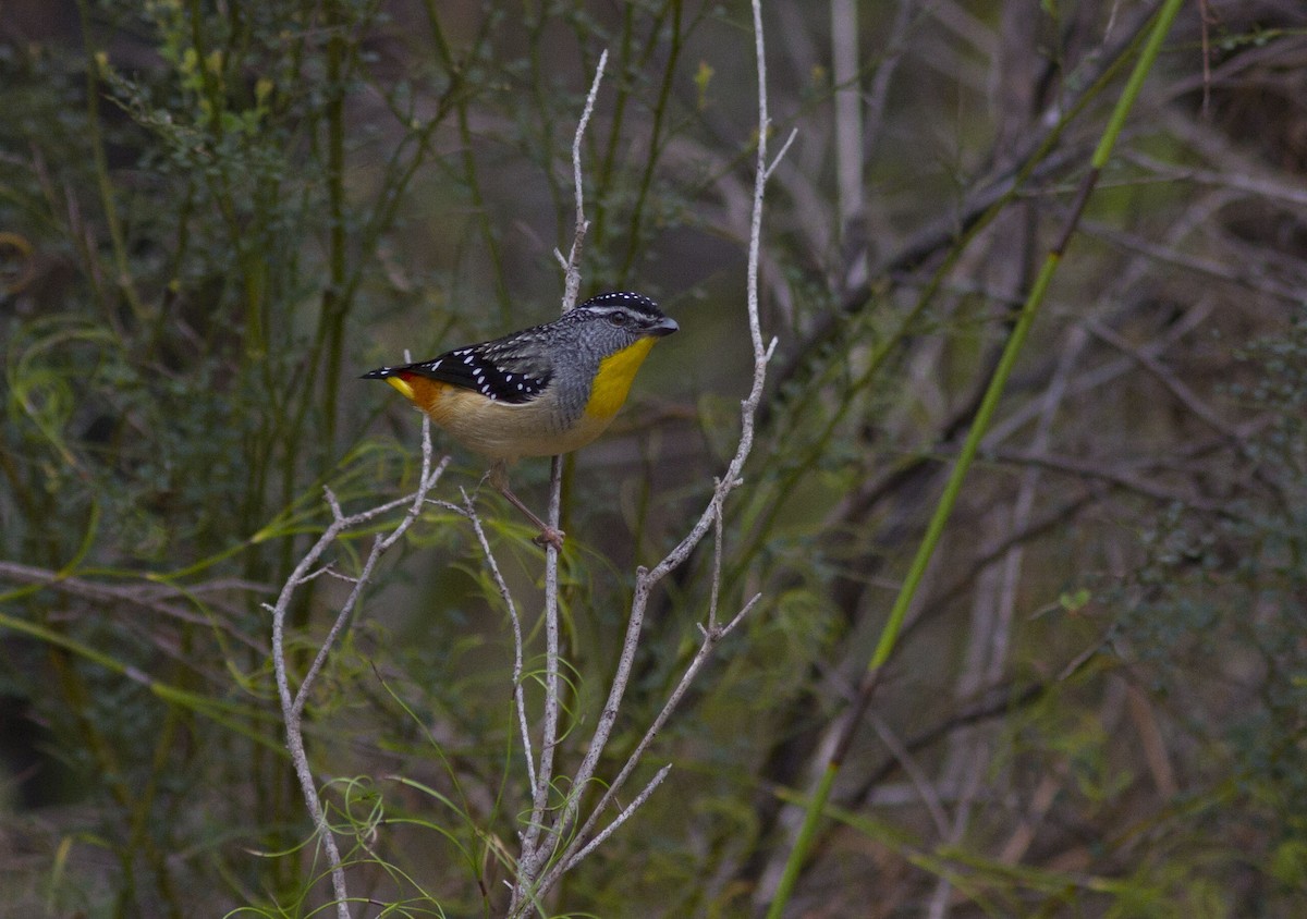 Spotted Pardalote (Spotted) - Greg McLachlan