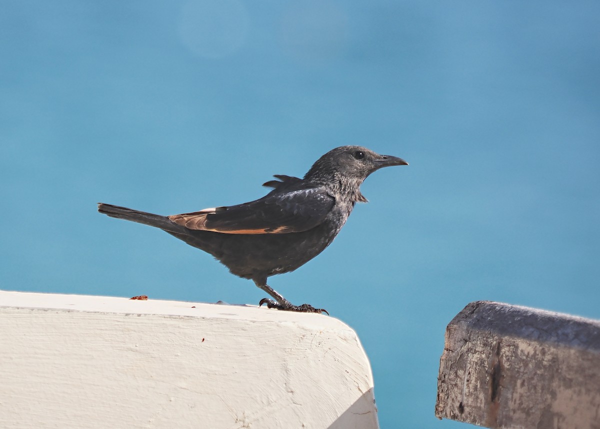 Tristram's Starling - ML611258937