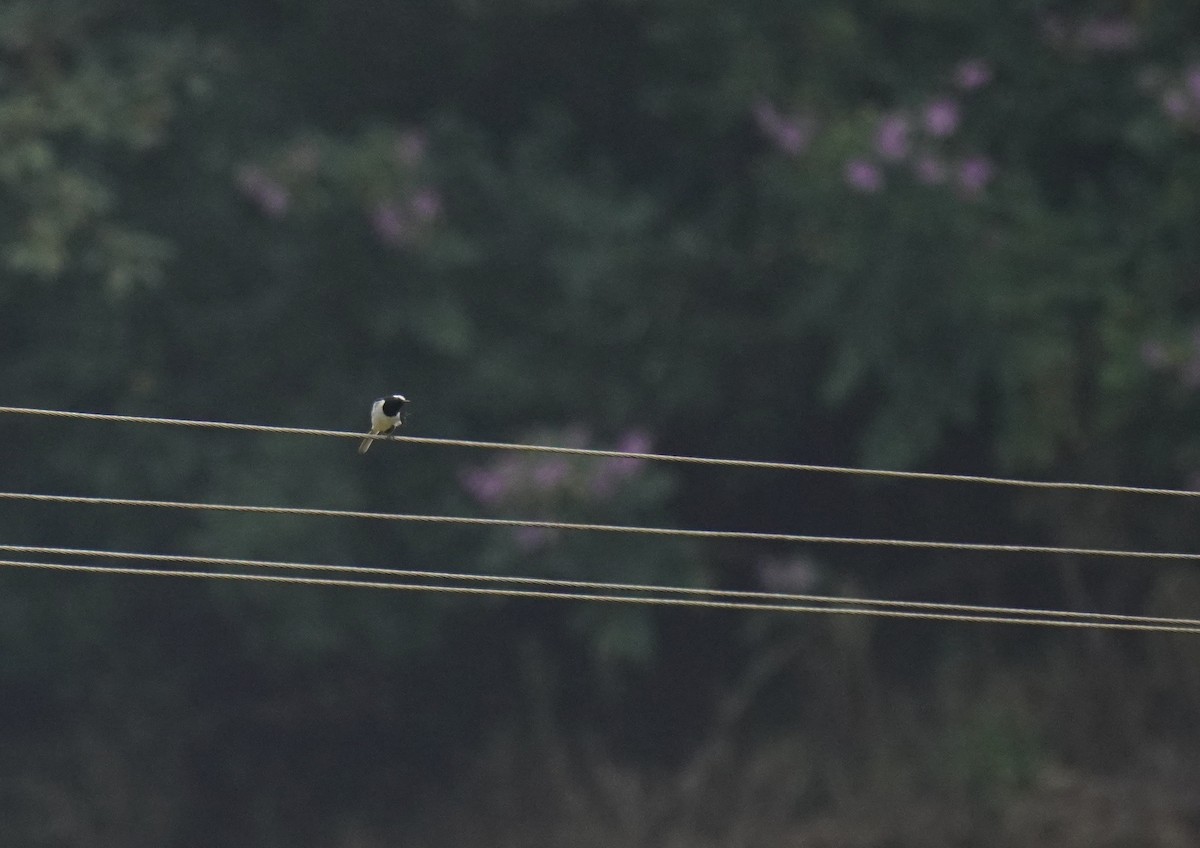 White-browed Wagtail - ML611258990