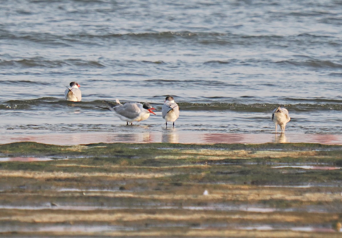 Caspian Tern - ML611259078