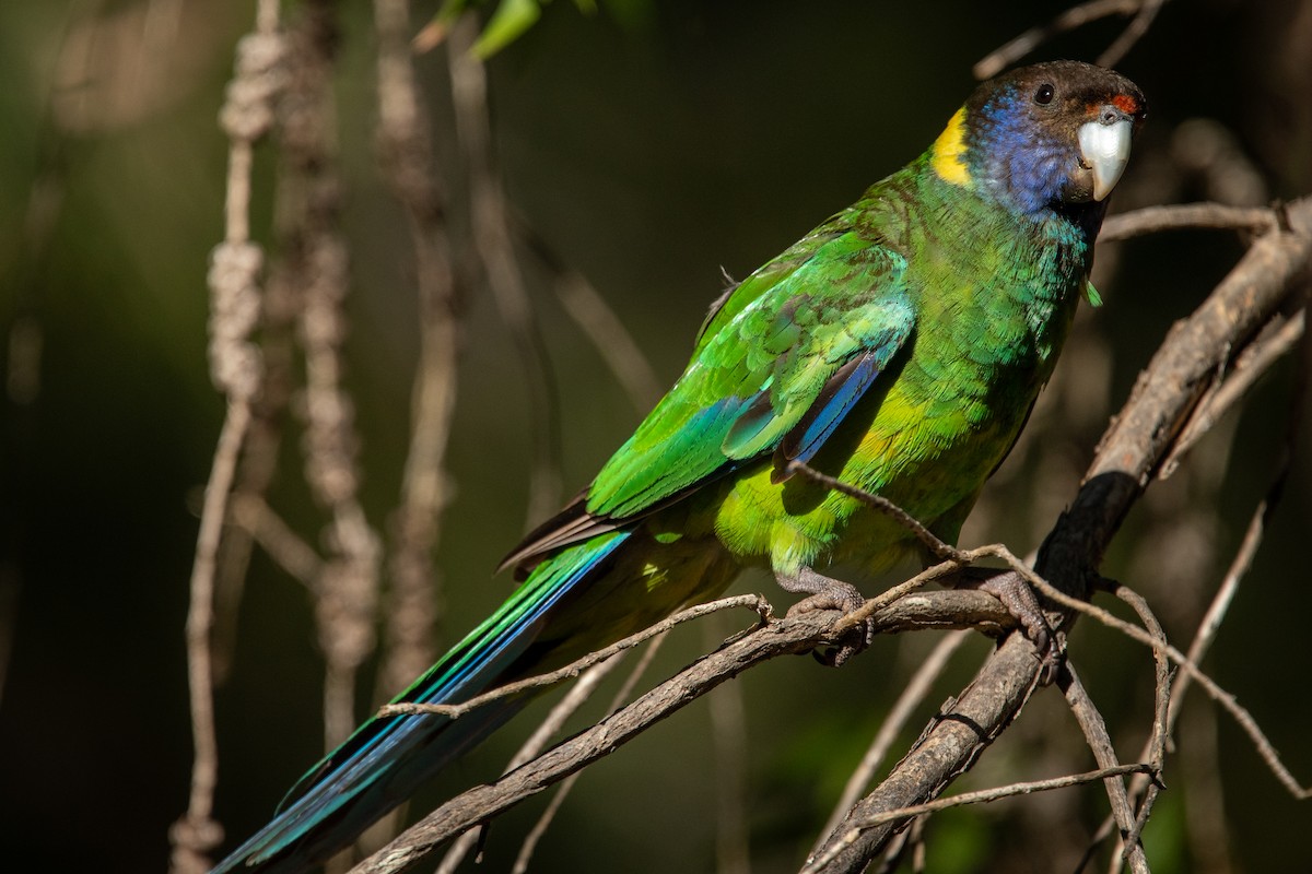 Australian Ringneck - ML611259096