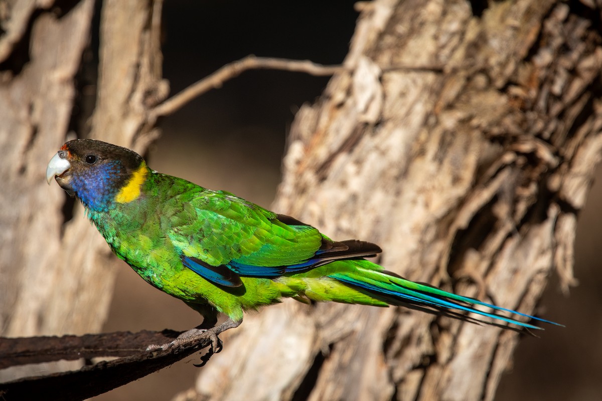 Australian Ringneck - Alex Wang