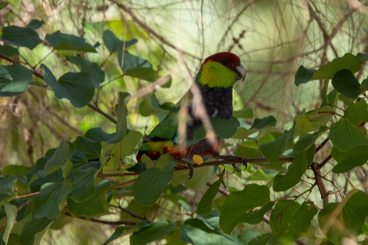 Red-capped Parrot - ML611259101