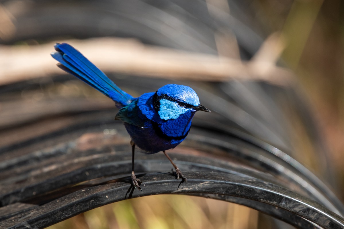 Splendid Fairywren - ML611259109