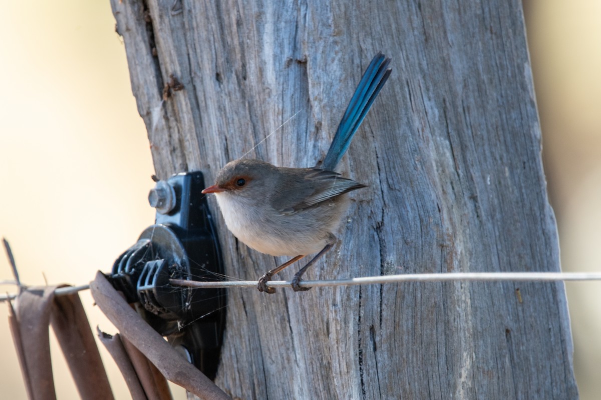 Splendid Fairywren - ML611259110