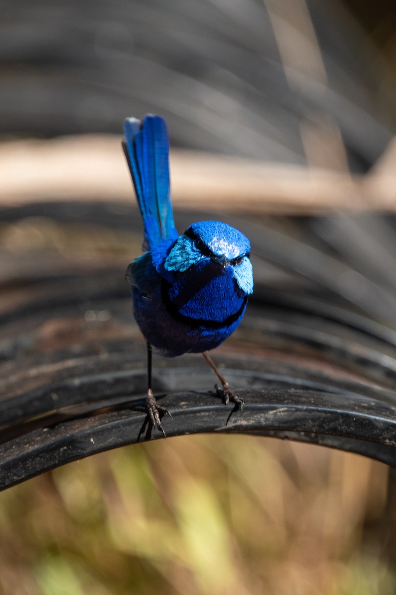 Splendid Fairywren - ML611259111