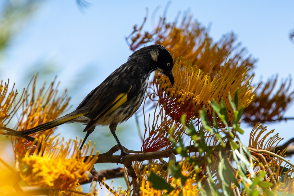 New Holland Honeyeater - ML611259121