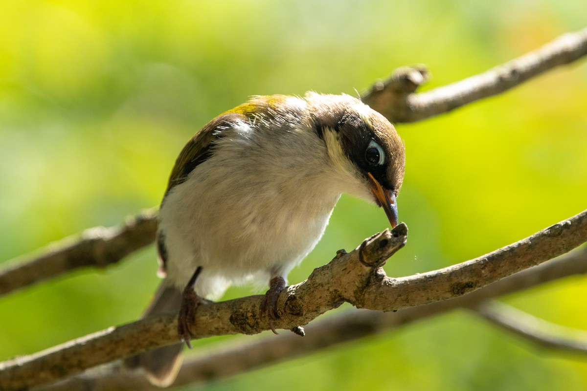 Gilbert's Honeyeater - ML611259130