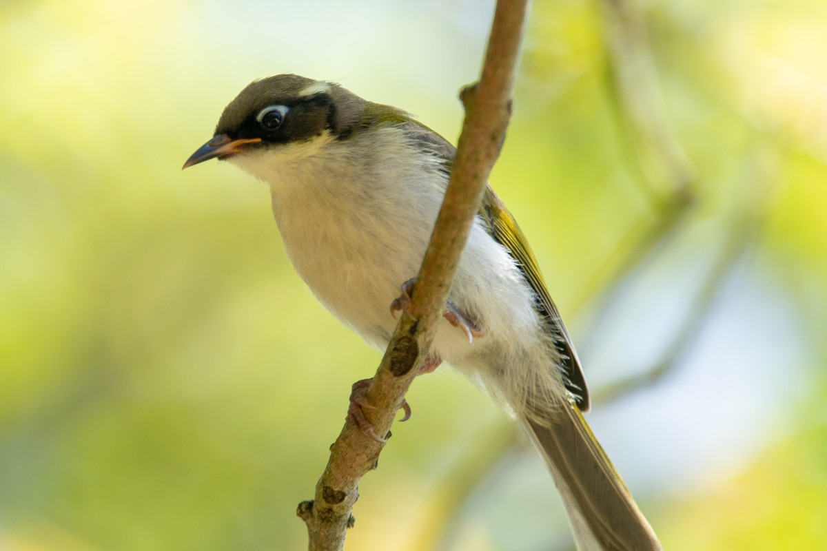 Gilbert's Honeyeater - ML611259131