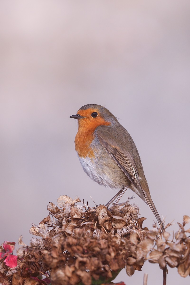 European Robin - ML611259185