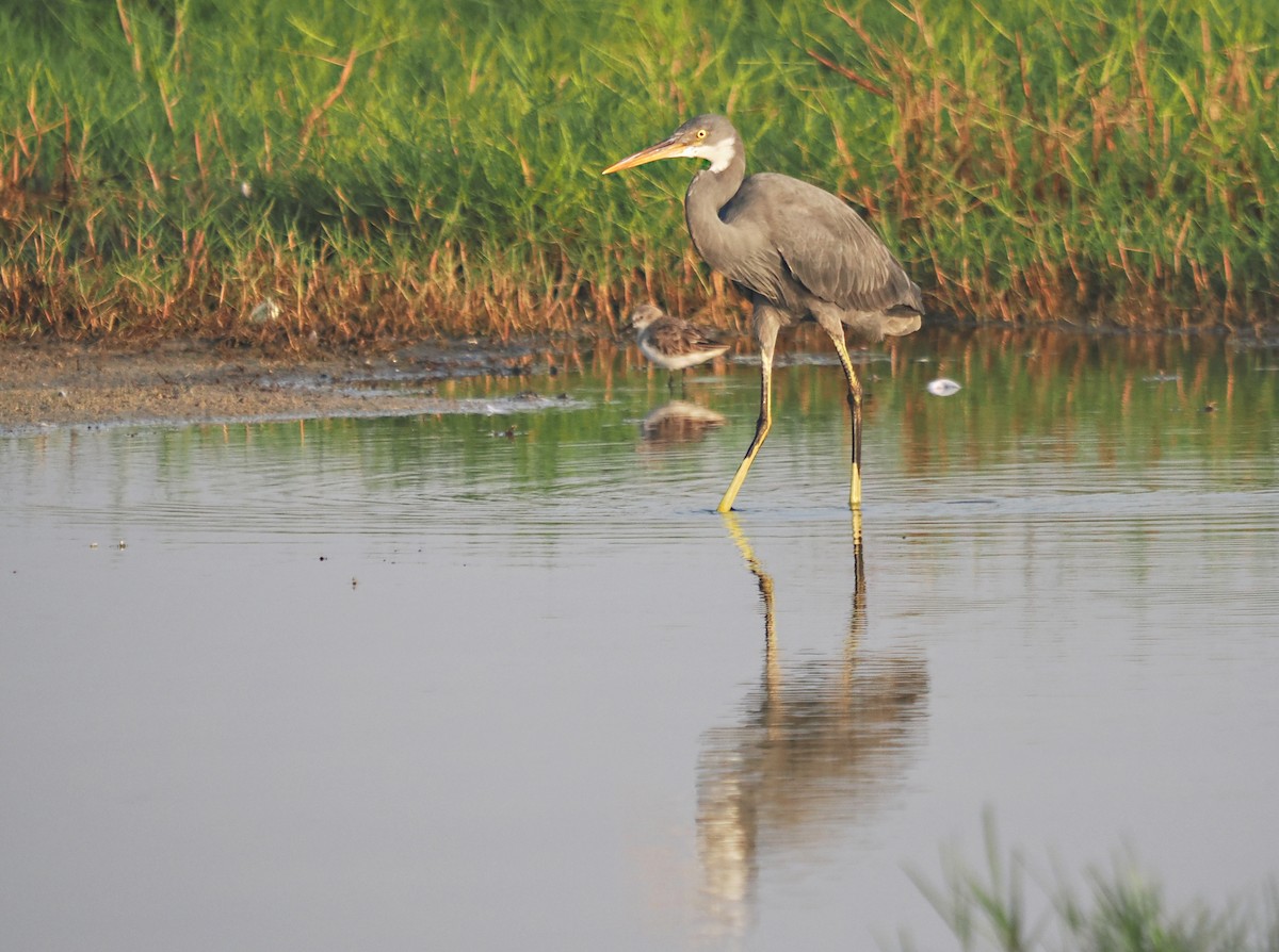 Western Reef-Heron - ML611259199