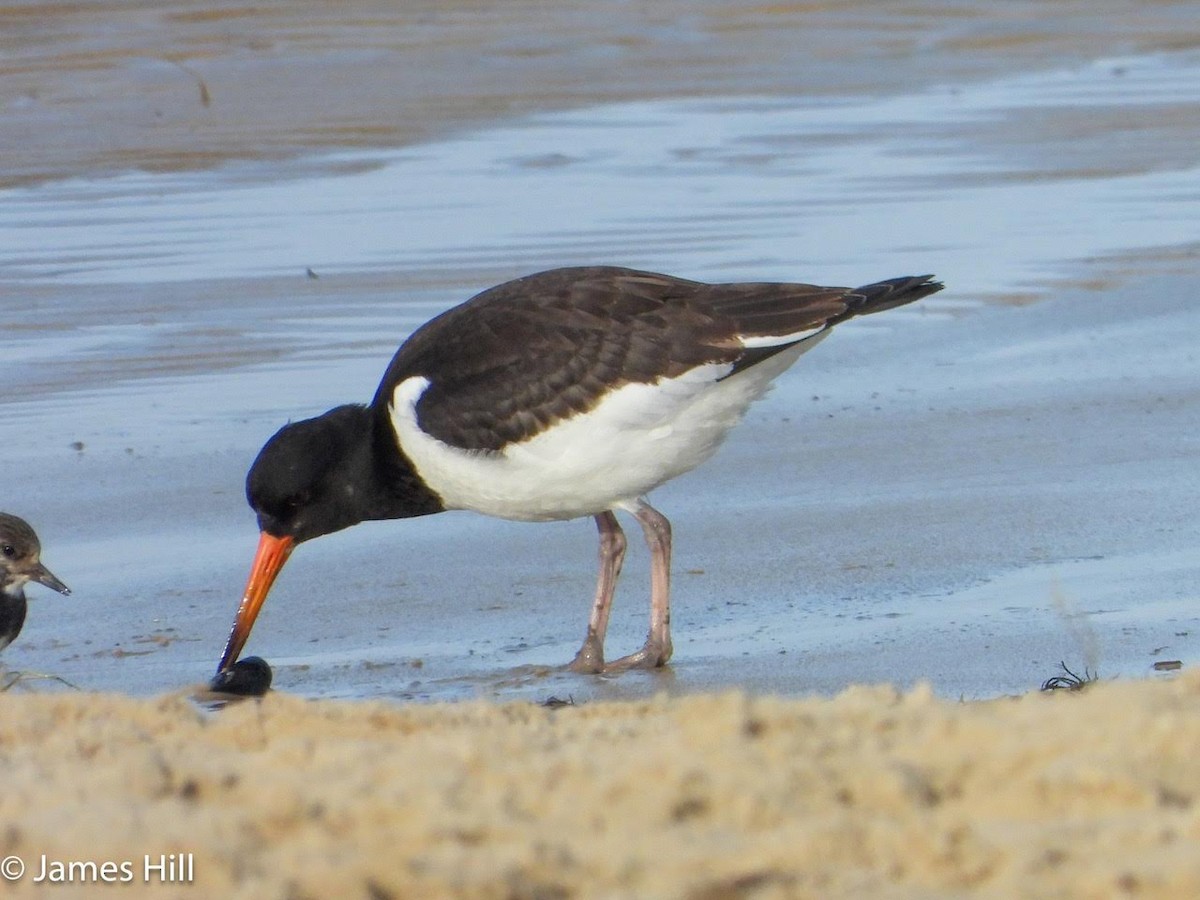 Eurasian Oystercatcher - ML611259261