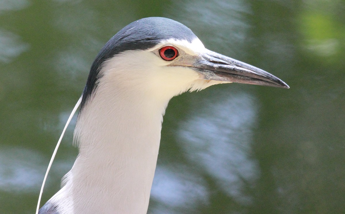 Black-crowned Night Heron - ML611259275