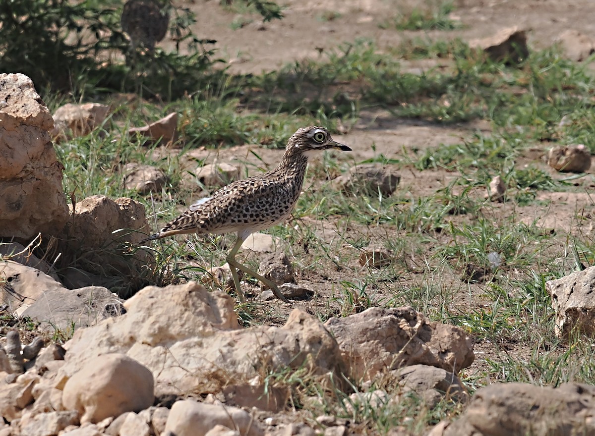 Spotted Thick-knee - ML611259294