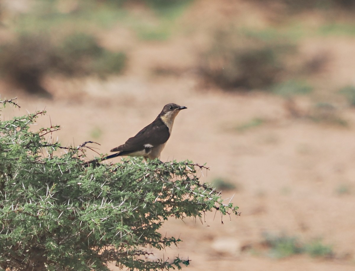 Pied Cuckoo - ML611259342