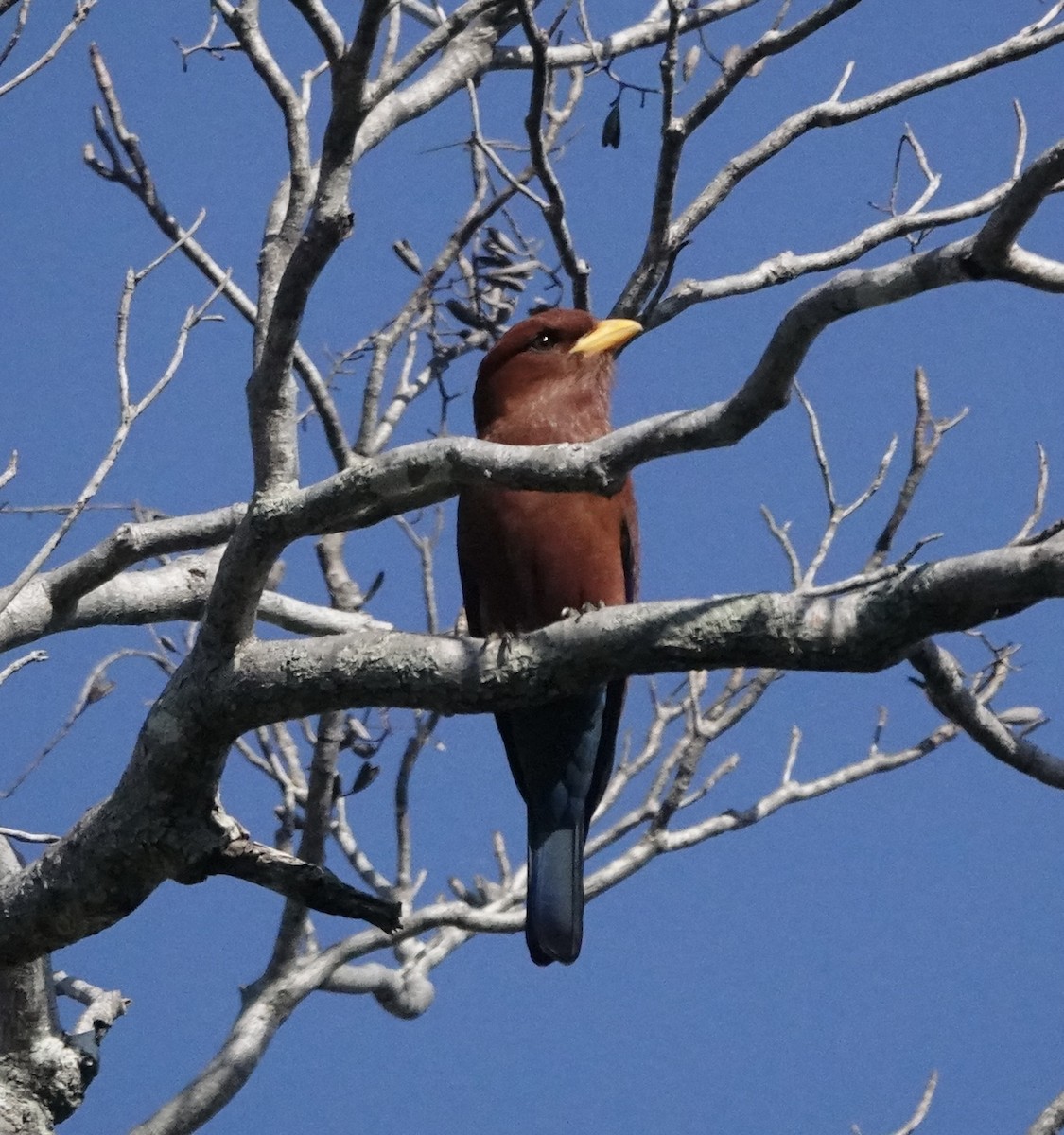 Broad-billed Roller (Madagascar) - Mary Kimberly