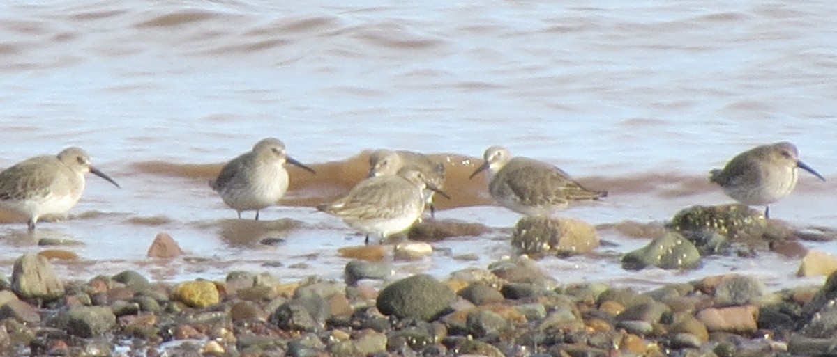 Dunlin - ML611259460