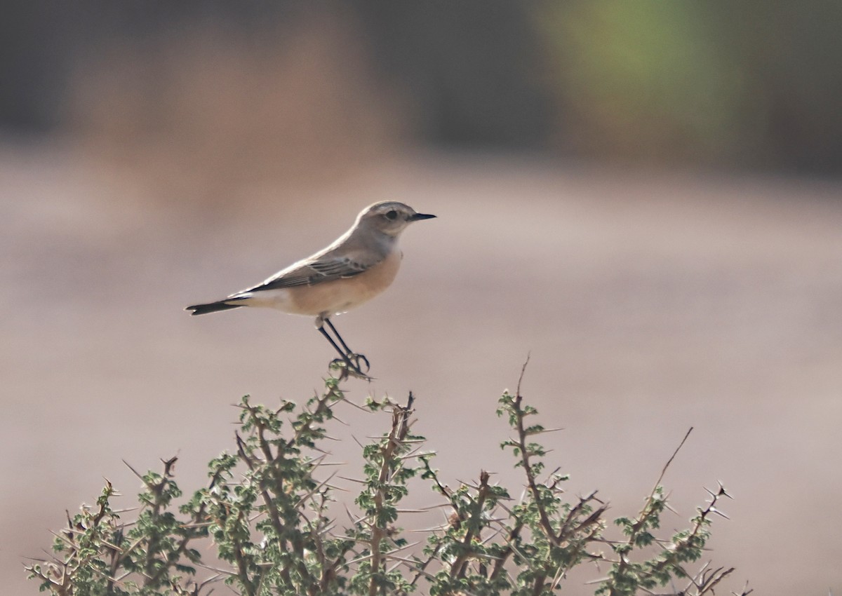 Isabelline Wheatear - ML611259472