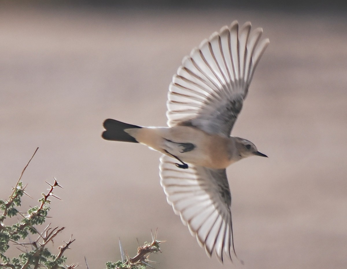 Isabelline Wheatear - ML611259474