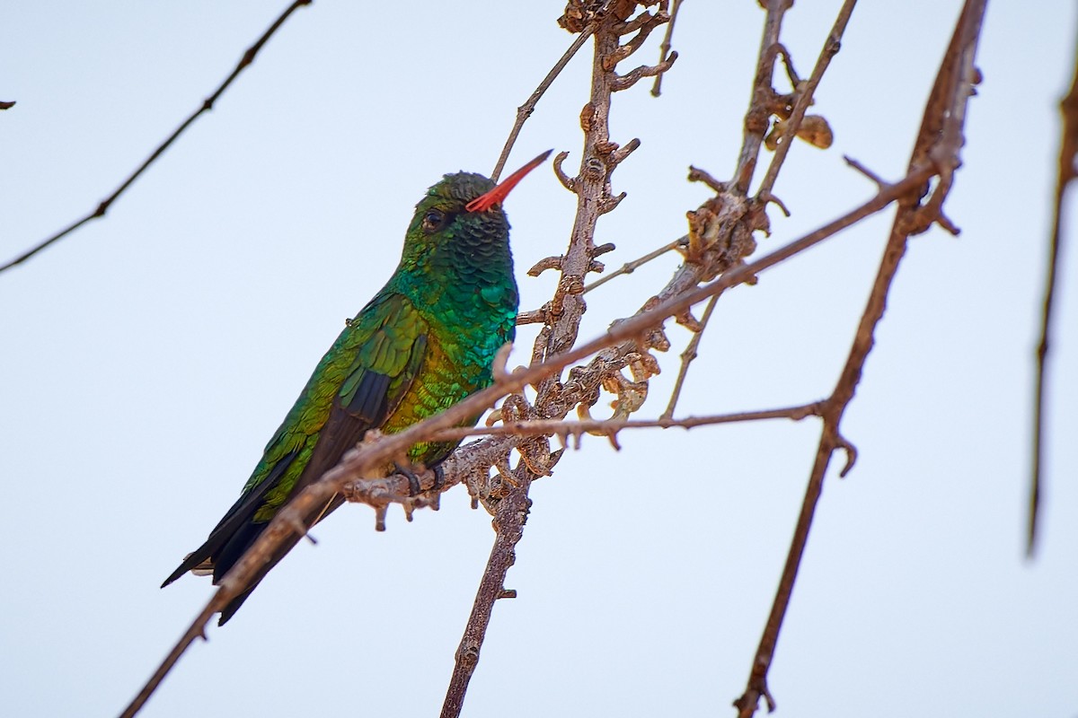 Glittering-bellied Emerald - ML611259475