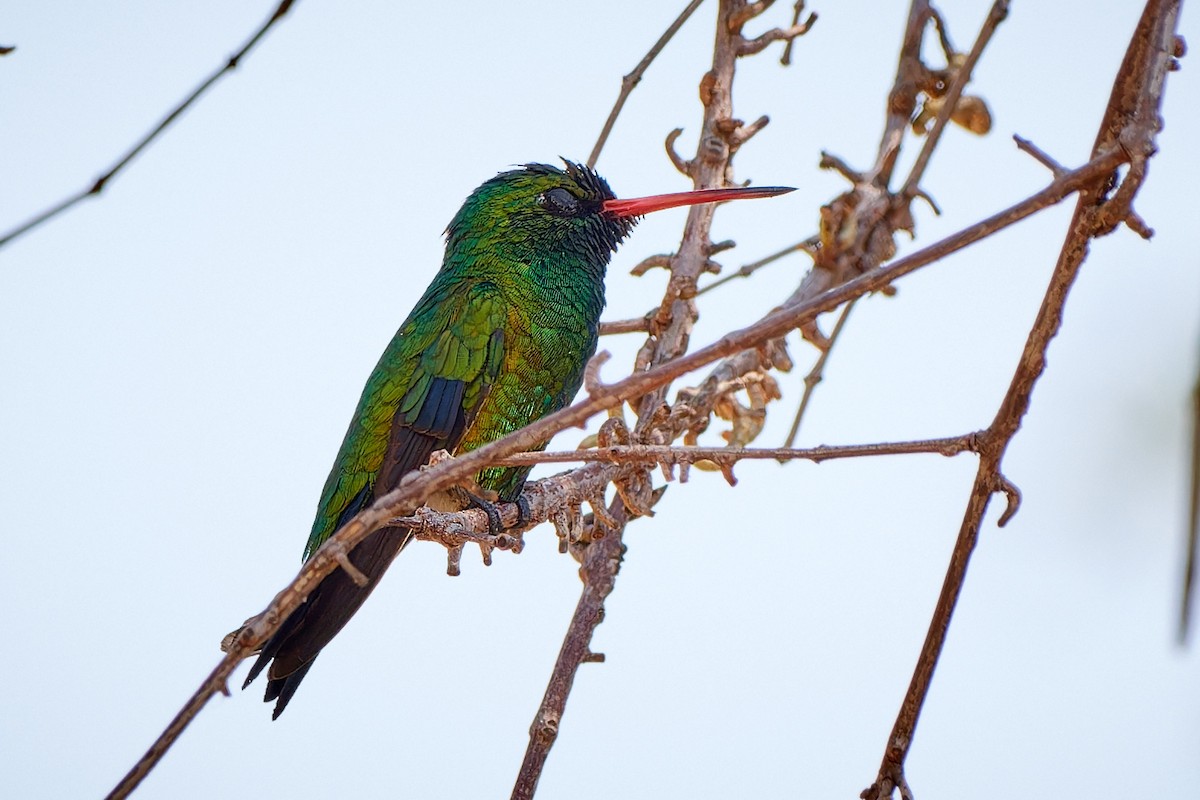 Glittering-bellied Emerald - ML611259476