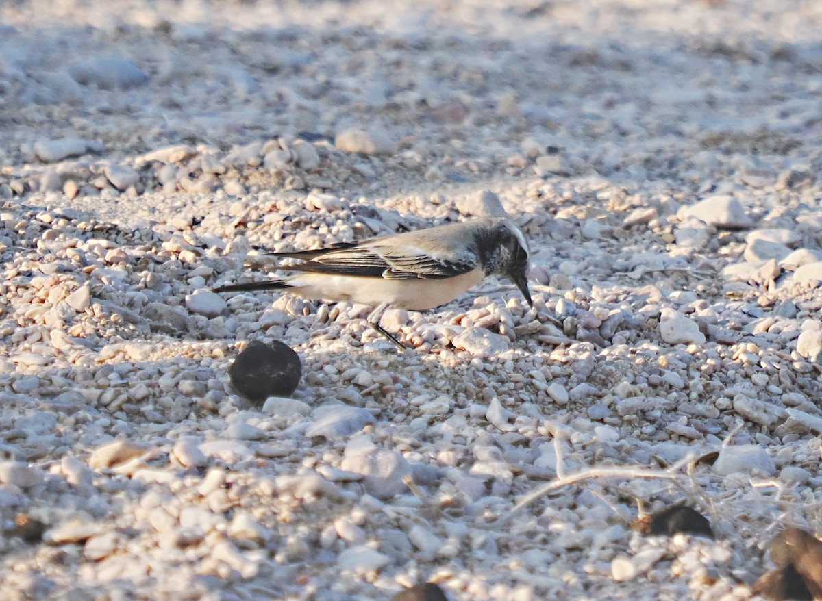 Desert Wheatear - ML611259482