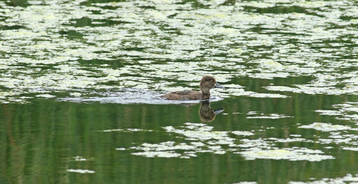 Tufted Duck - Andrew Steele