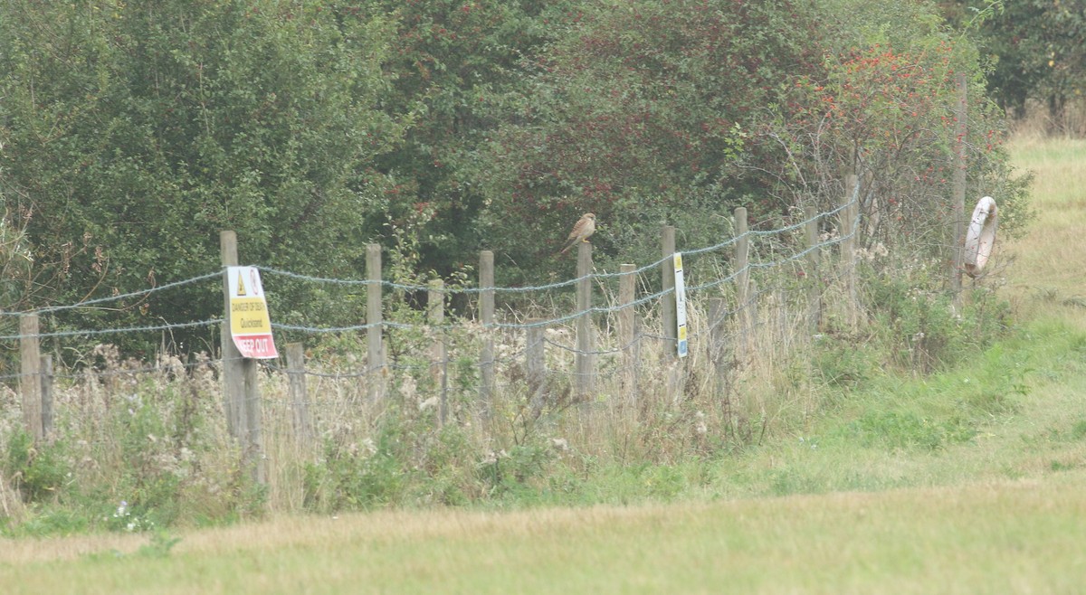 Eurasian Kestrel - ML611259535