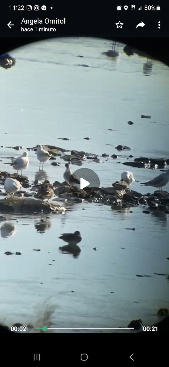 Mouette de Franklin - ML611259576