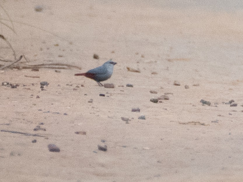 Lavender Waxbill - ML611259659