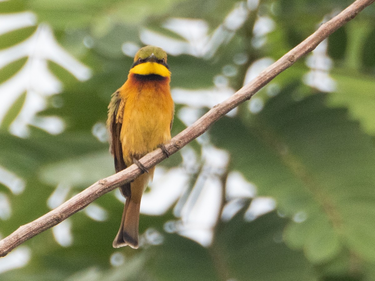 Little Bee-eater - ML611259661