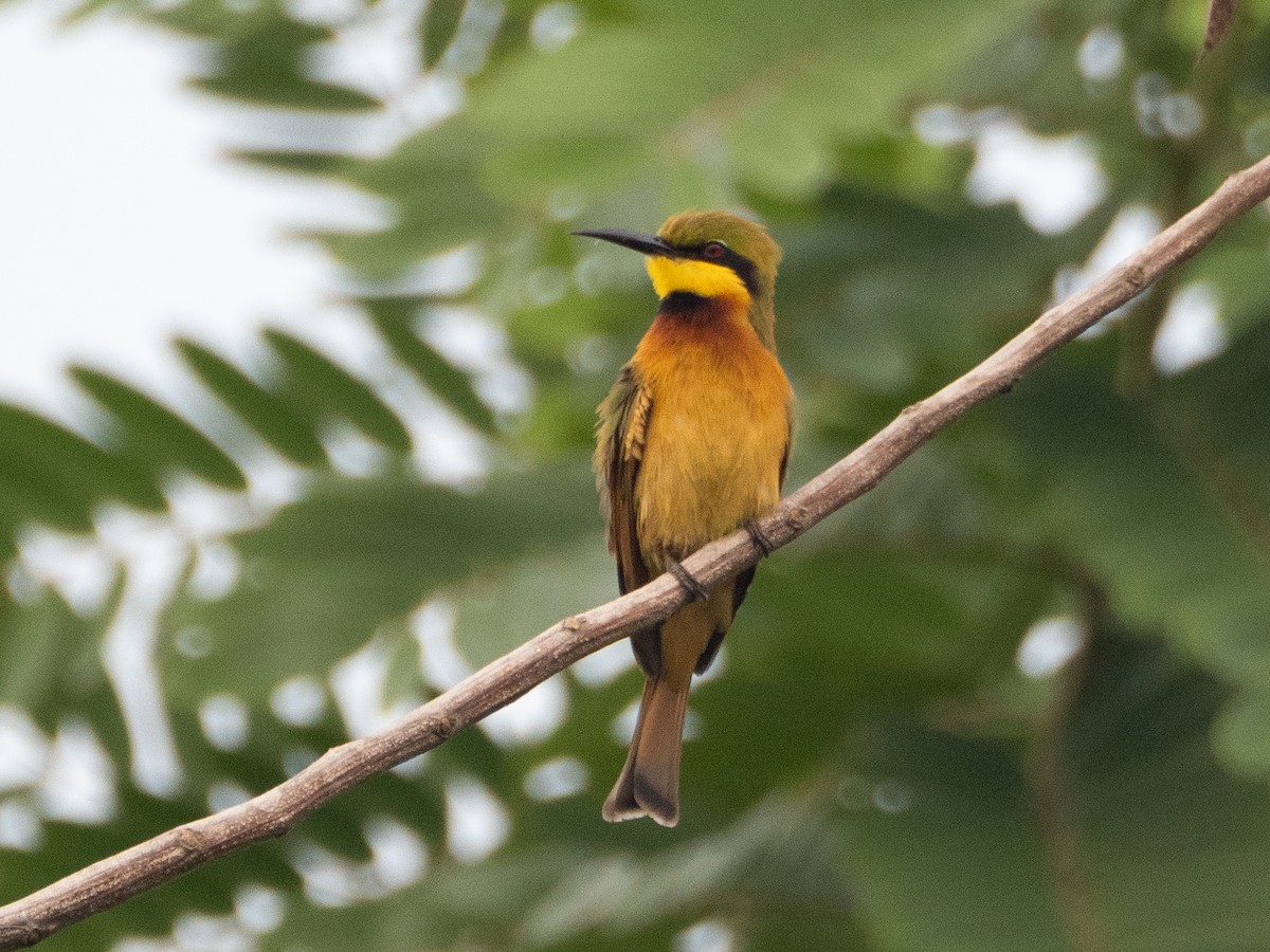 Little Bee-eater - ML611259662