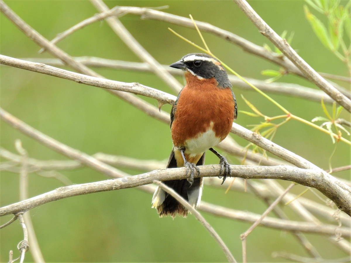 Black-and-rufous Warbling Finch - ML611259725