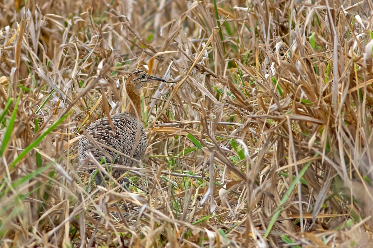Red-winged Tinamou - ML611259729