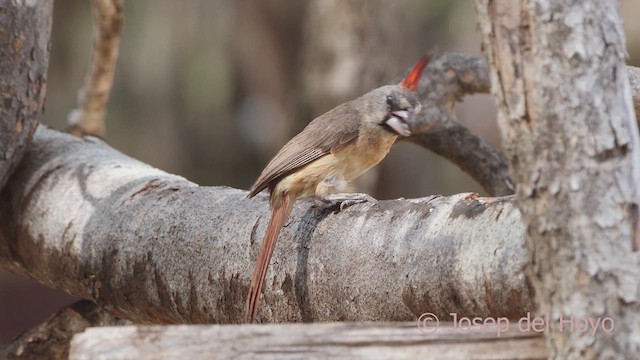 Vermilion Cardinal - ML611259744