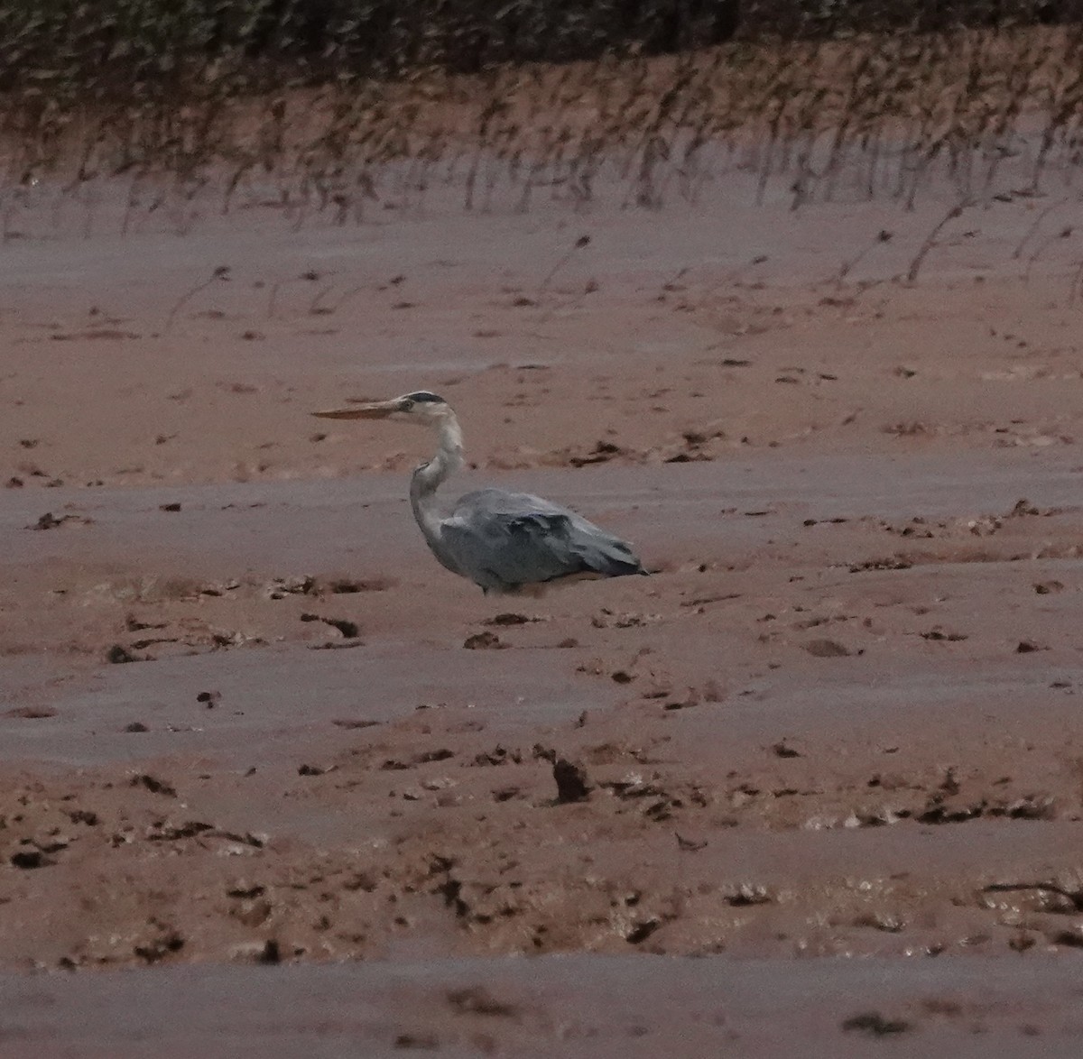 Gray Heron (Madagascar) - ML611259748